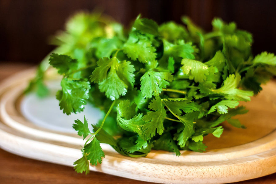 Cilantro