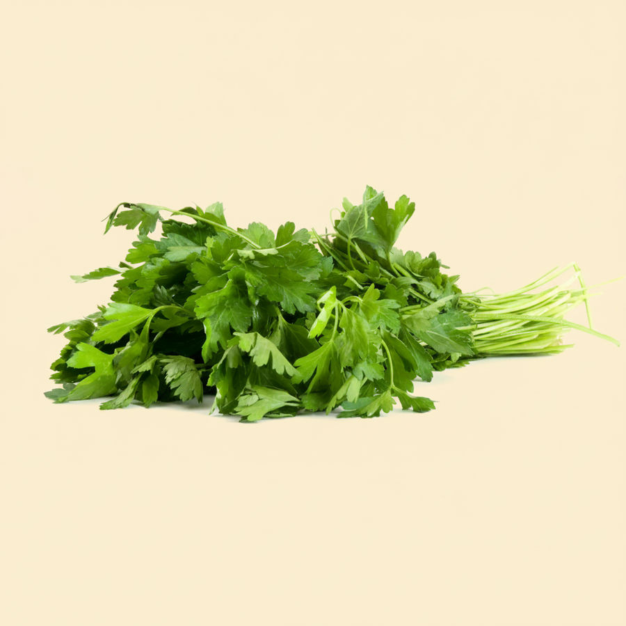 Cilantro